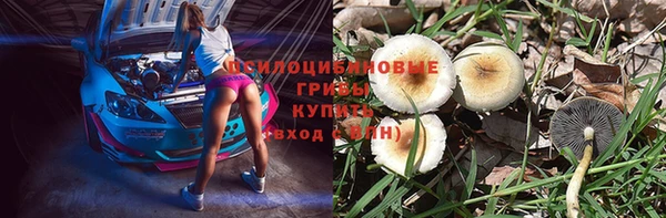 apvp Алзамай