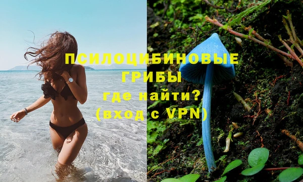 apvp Алзамай